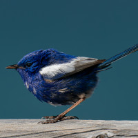 White-winged Fairywren